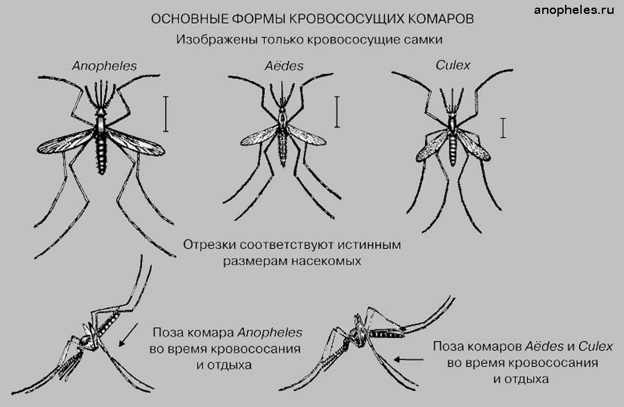 Тип симметрии комара. Малярийный комар строение. Малярийный комар долгоножка. Самки комаров рода Anopheles. Малярийный комар отличие.
