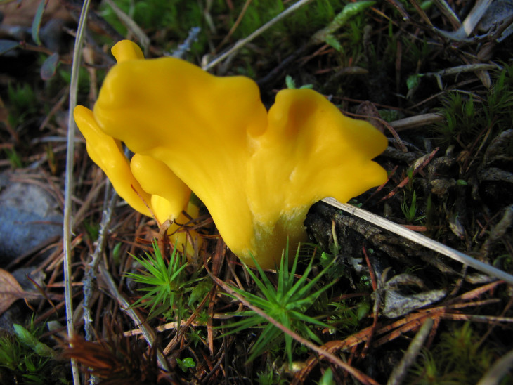 Неолекта – необычной формы сумчатый гриб