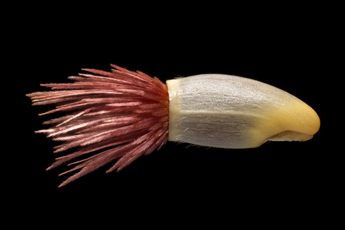 Centaurea cyanus (василек)