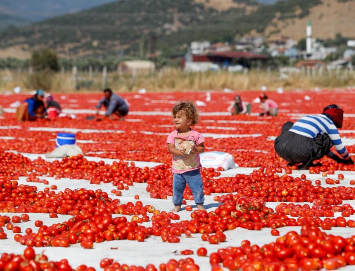 Изменение климата скоро может лишить человечество кетчупа