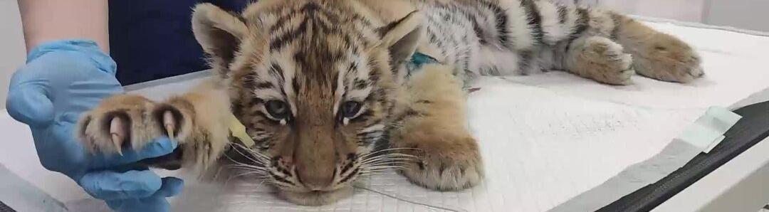 Хабаровские ветеринары спасают трехмесячного тигренка 