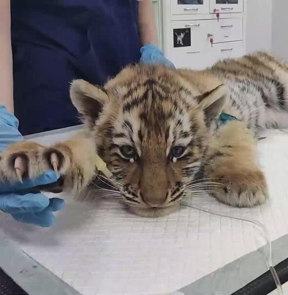 Хабаровские ветеринары спасают трехмесячного тигренка 