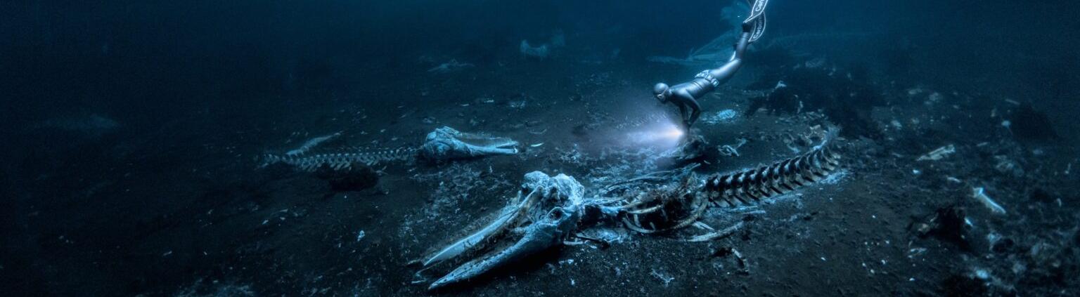 Лучшим подводным снимком стало фото последствий китобойного промысла 