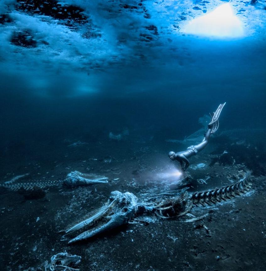 Лучшим подводным снимком стало фото последствий китобойного промысла 