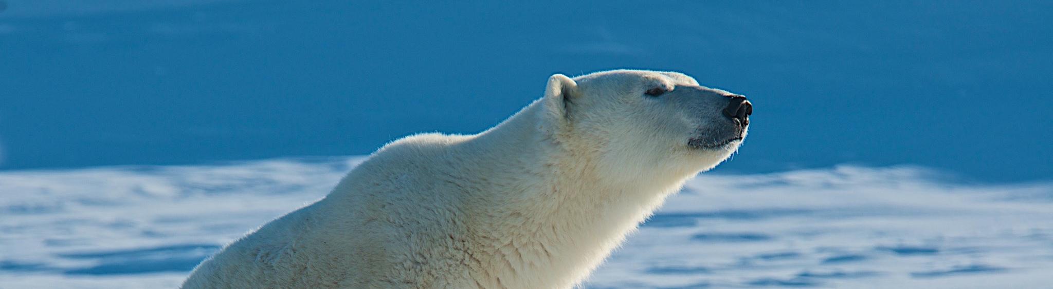 В Арктике заработал «Медвежий патруль» 