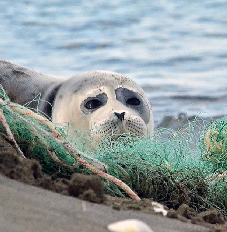 Попавшие в петлю: волонтеры презентовали фильм о спасении тюленей