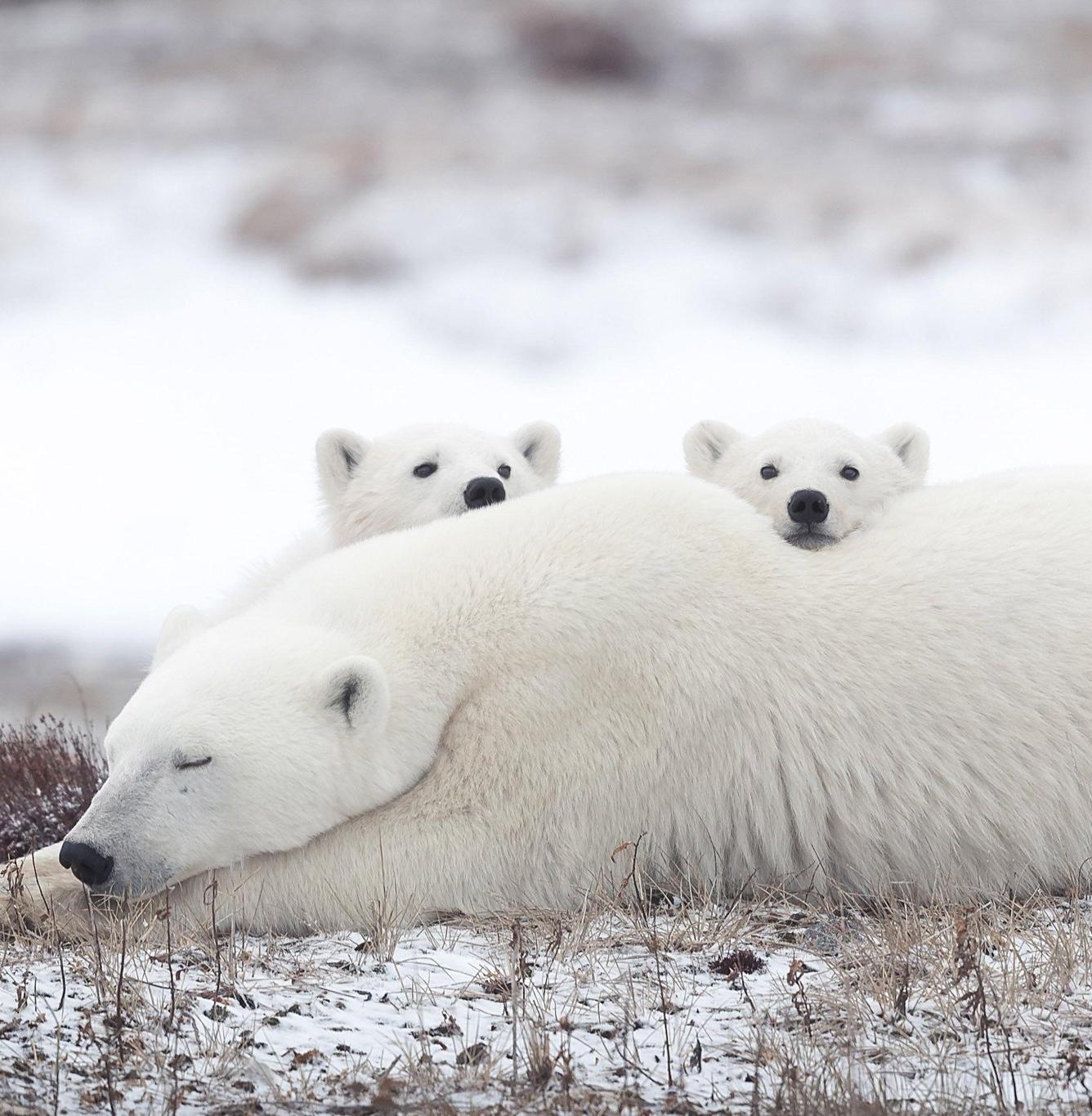 На острове Врангеля пересчитывают берлоги белых медведей 