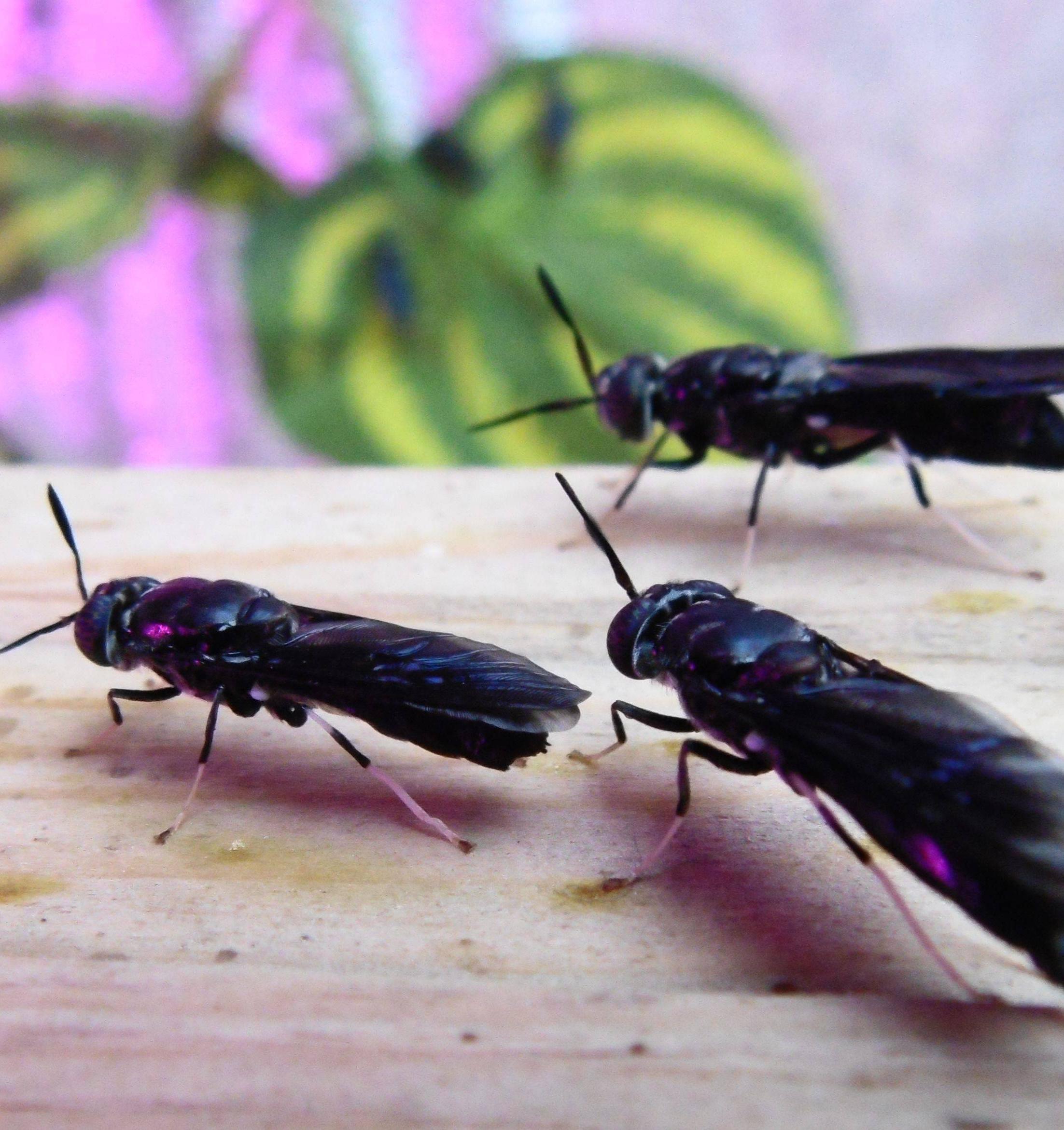 Американские ученые предлагают делать биоразлагаемый пластик из мертвых мух 