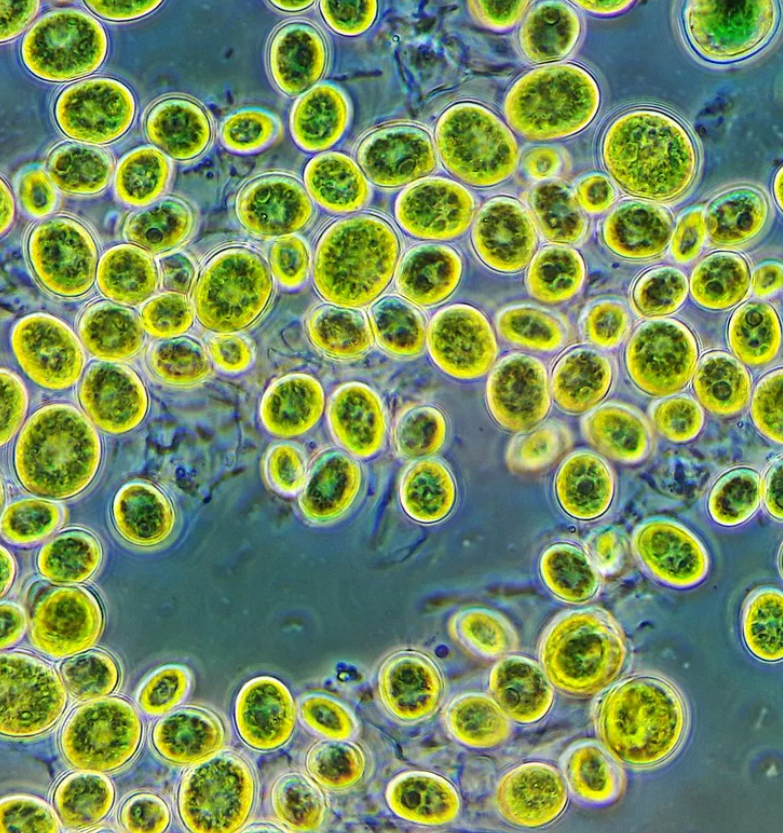Ученые предлагают использовать водоросли в состоянии «голода» для производства биотоплива 