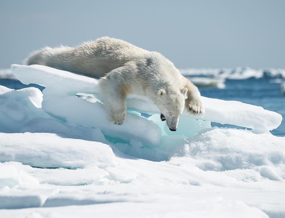 Из-за изменения климата в Якутии могут появиться гибриды белого и бурого медведей