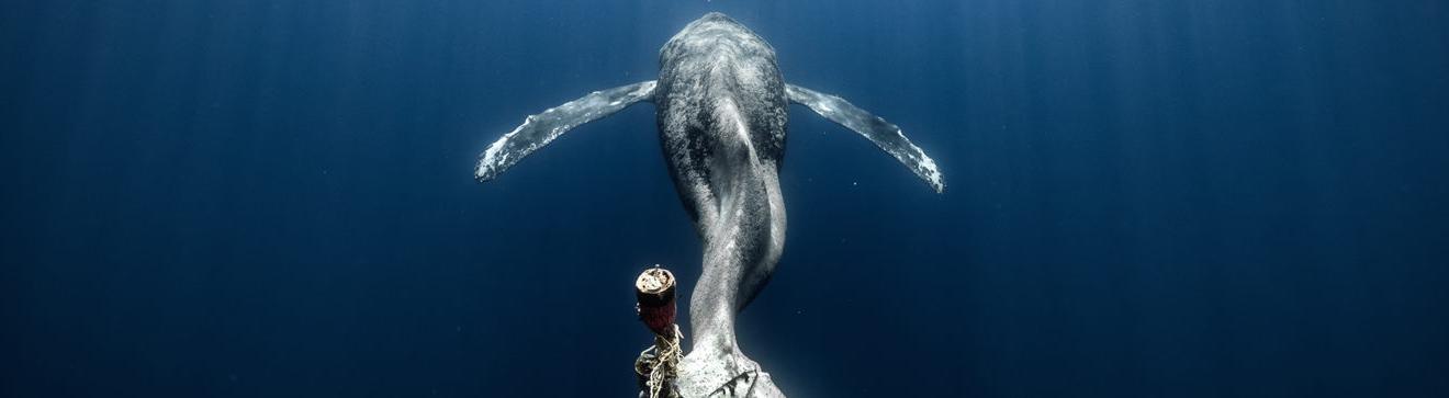 Журнал Oceanographic назвал лучших фотографов океана 