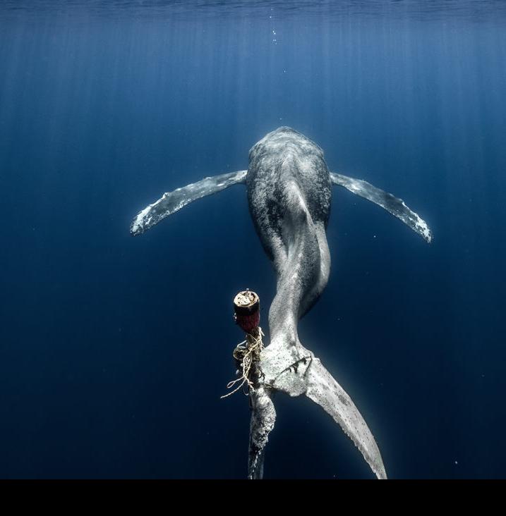 Журнал Oceanographic назвал лучших фотографов океана 