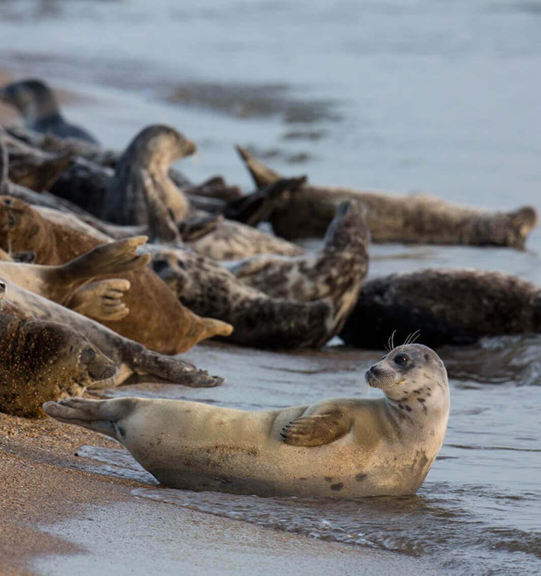 Ученые ВНИРО пересчитывают тюленей на Каспии 