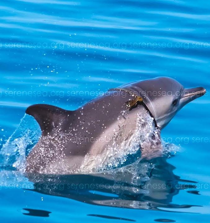 В районе Балаклавы активисты пытаются освободить от мусорной удавки дельфина 