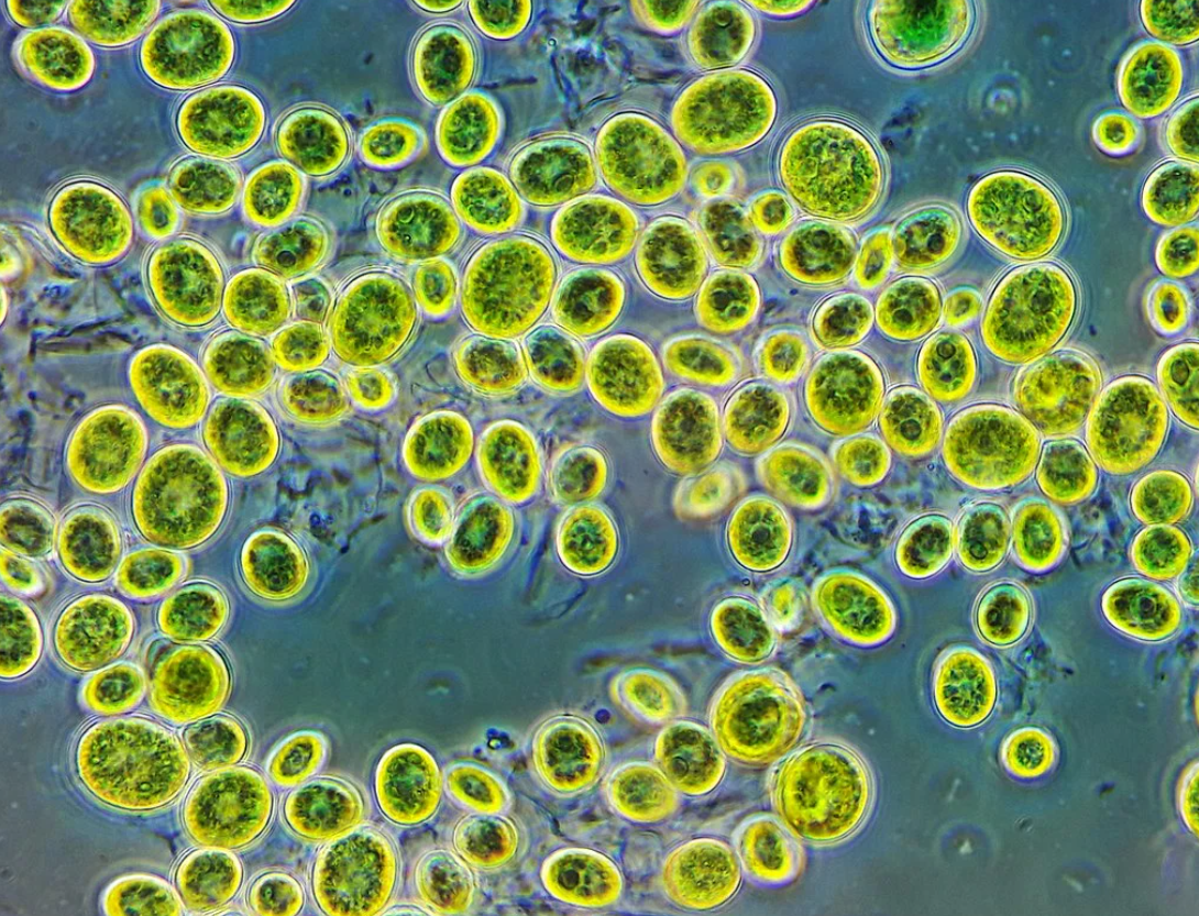 Ученые предлагают использовать водоросли в состоянии «голода» для производства биотоплива 