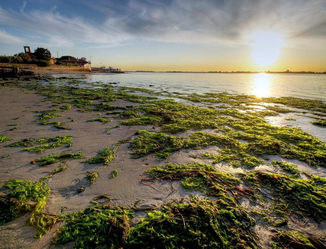 Гигантское пятно из водорослей у берегов Флориды проверили на опасность