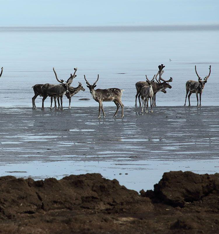 Строительство на Таймыре угрожает популяции дикого северного оленя 