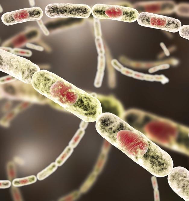 Ученые разгадали способность спящих бактерий возвращаться к жизни 