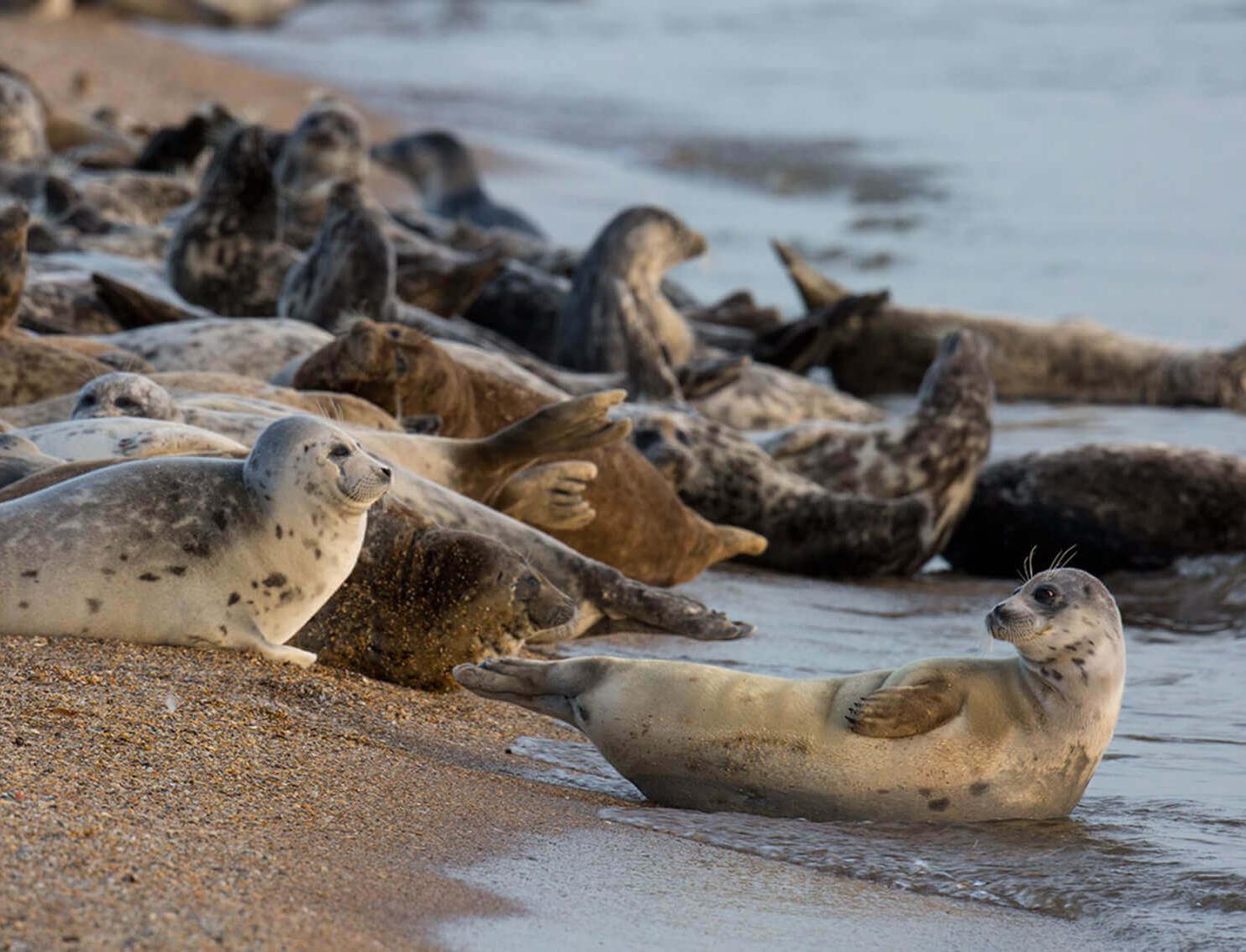 Ученые ВНИРО пересчитывают тюленей на Каспии 