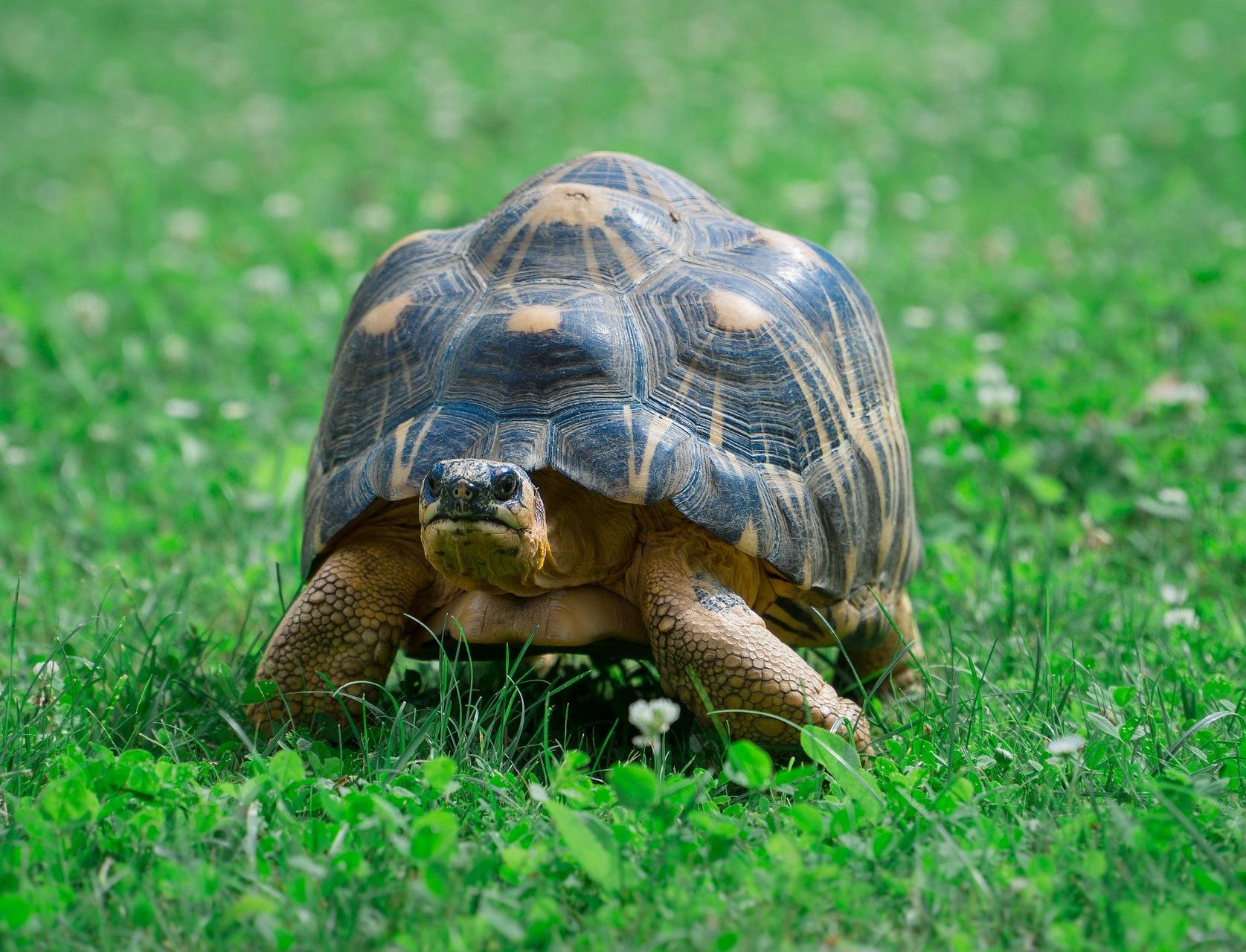 В Московском зоопарке впервые появилась на свет краснокнижная лучистая черепаха 