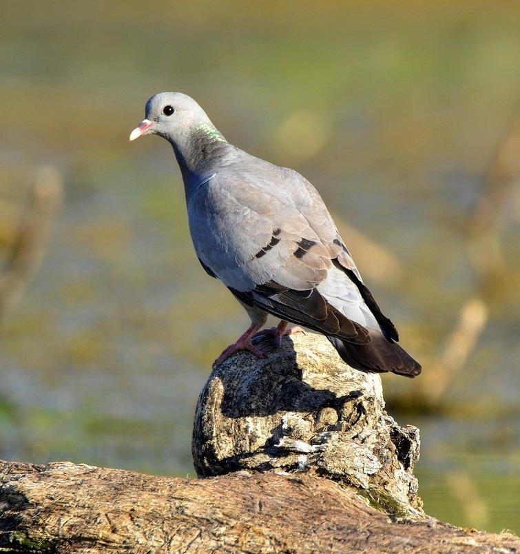 В Москве заметили редкую птицу, которую считали исчезнувшим видом на территории столицы 