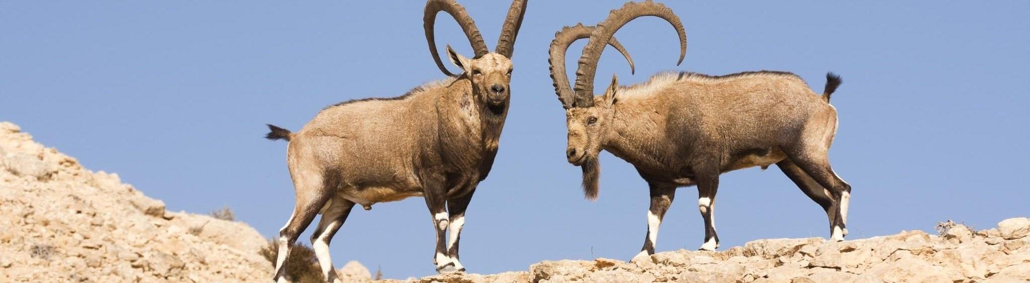 Ученые собирают деньги на экспедицию по изучению безоарового козла 