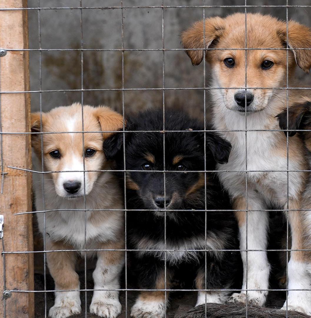 Эксперт рассказала, почему «дворцы» не решат проблему бездомных собак 