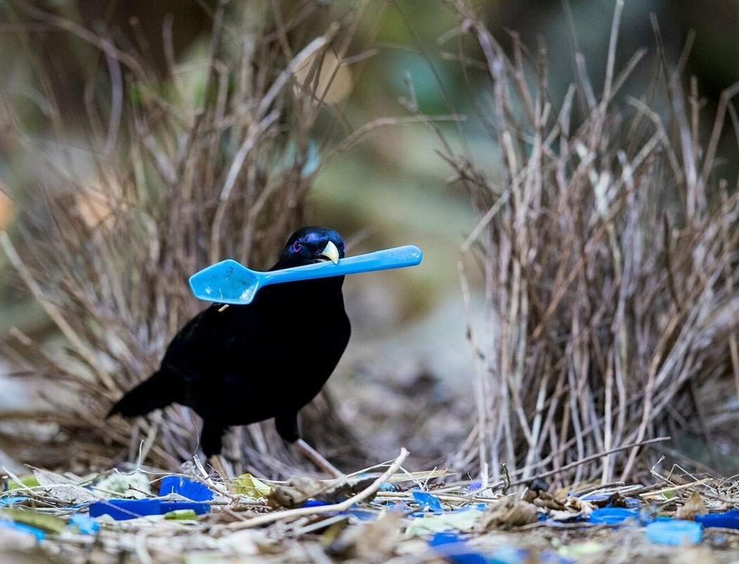 Ученые: птицы строят гнезда из антропогенных материалов, которые наносят им вред 