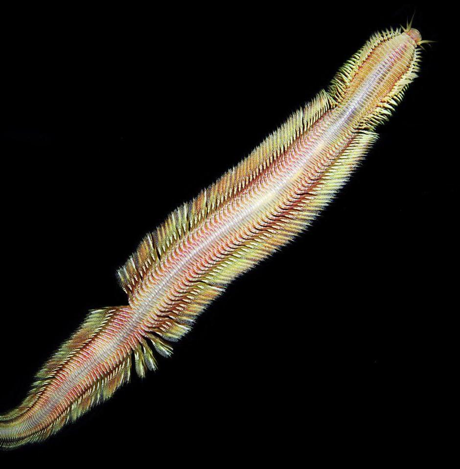 Ученые открыли вид морского червя, обитающего у источников метана 