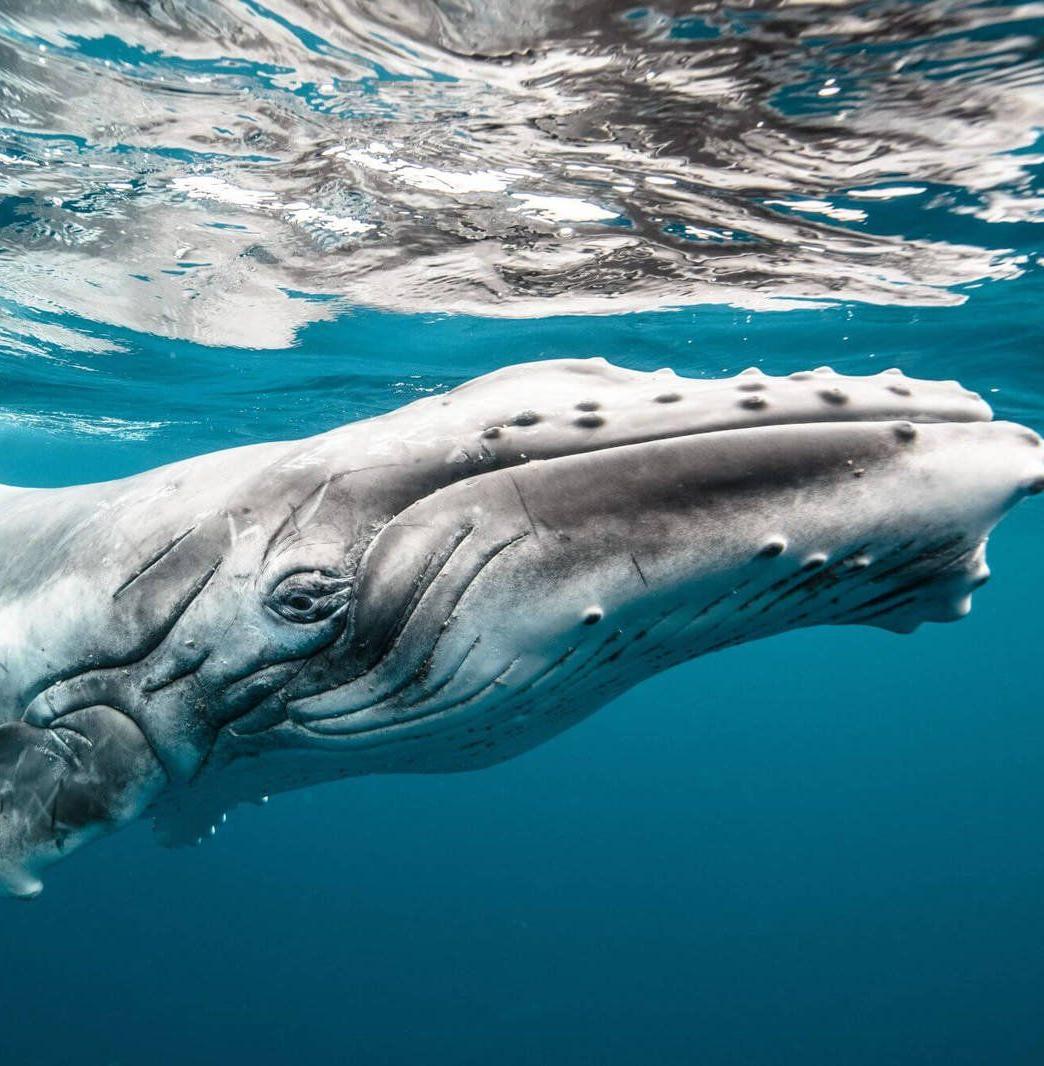 На Чукотке увеличилась популяция горбатых китов 