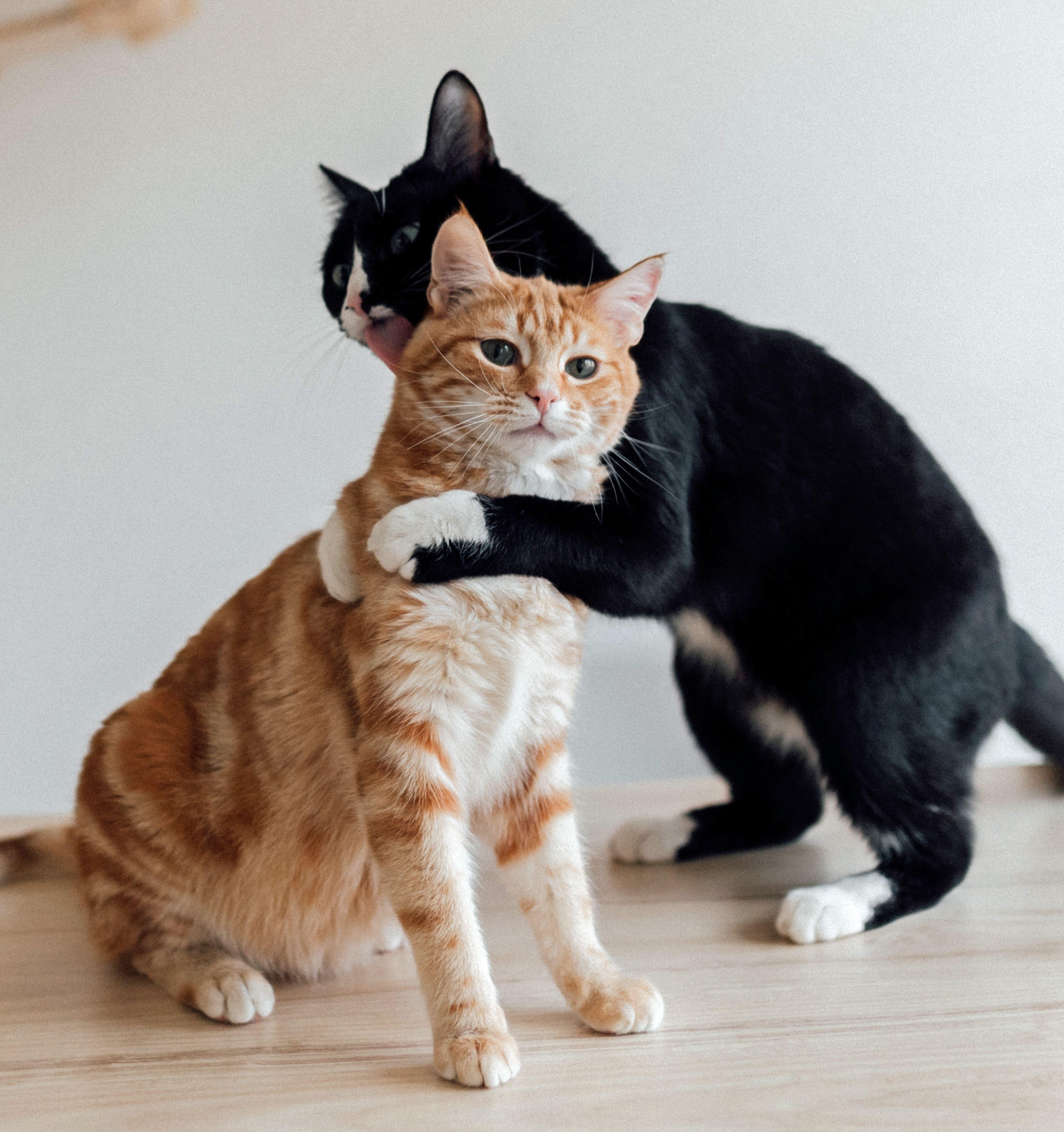 В Москве пройдет выставка спасенных котиков «Мурчим домой!» 