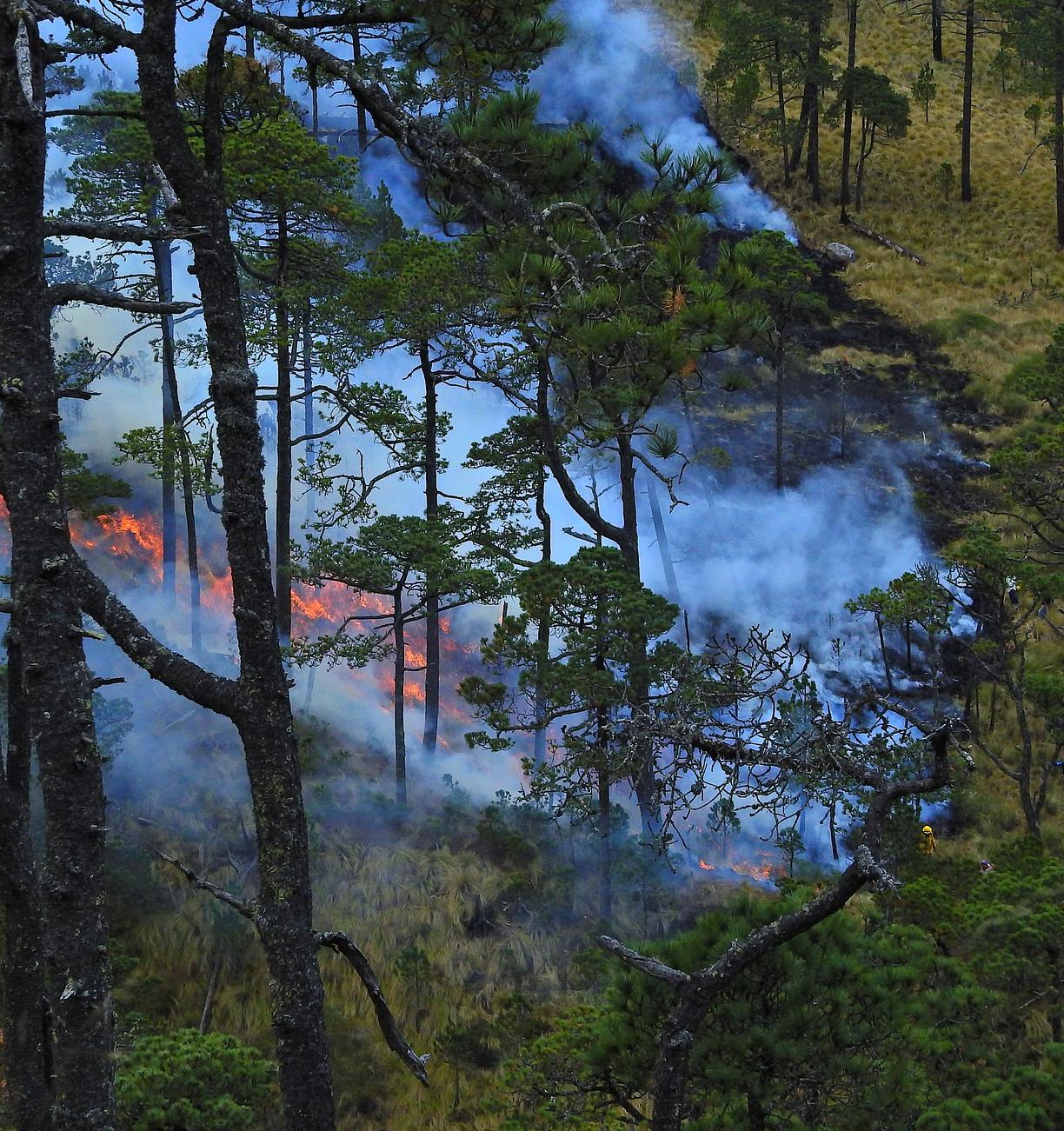 В Госдуме предложили создать Экологический кодекс для борьбы с лесными пожарами