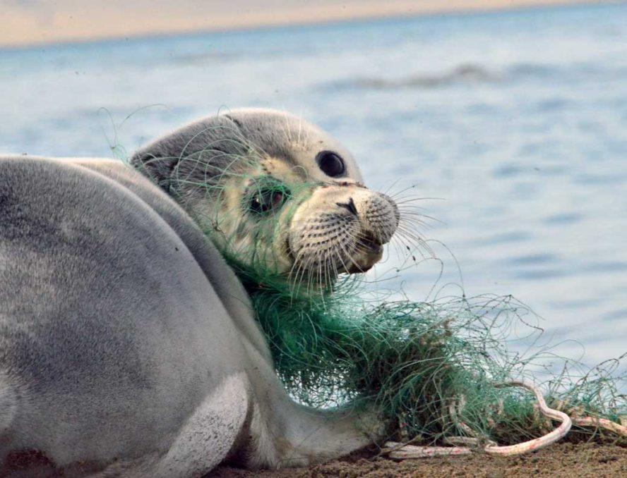 Реабилитационный центр для каспийских тюленей откроют в Дагестане