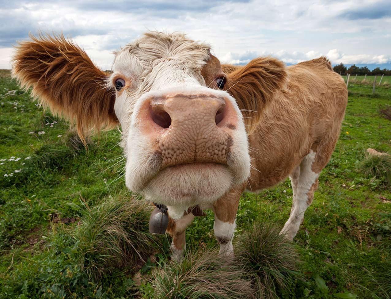 На конференции ООН по климату экоактивисты потребовали запретить производство говядины 