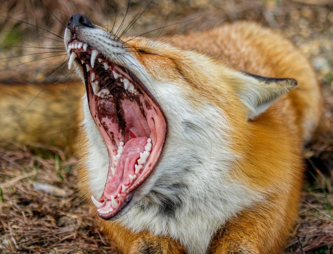 Зубы лисы