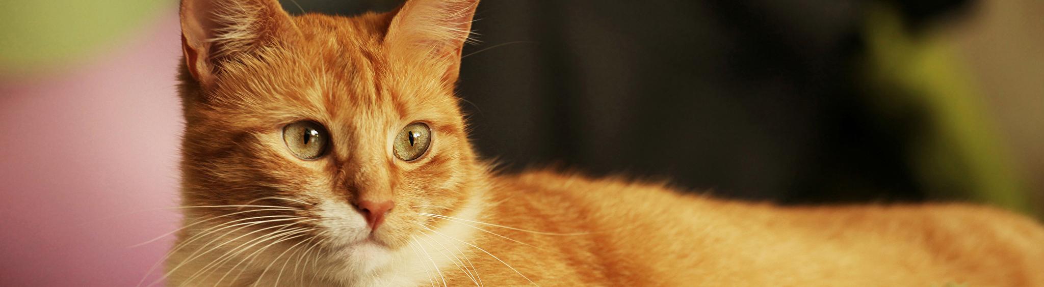 Петербуржцы могут помочь приюту для кошек и получить в подарок книгу 