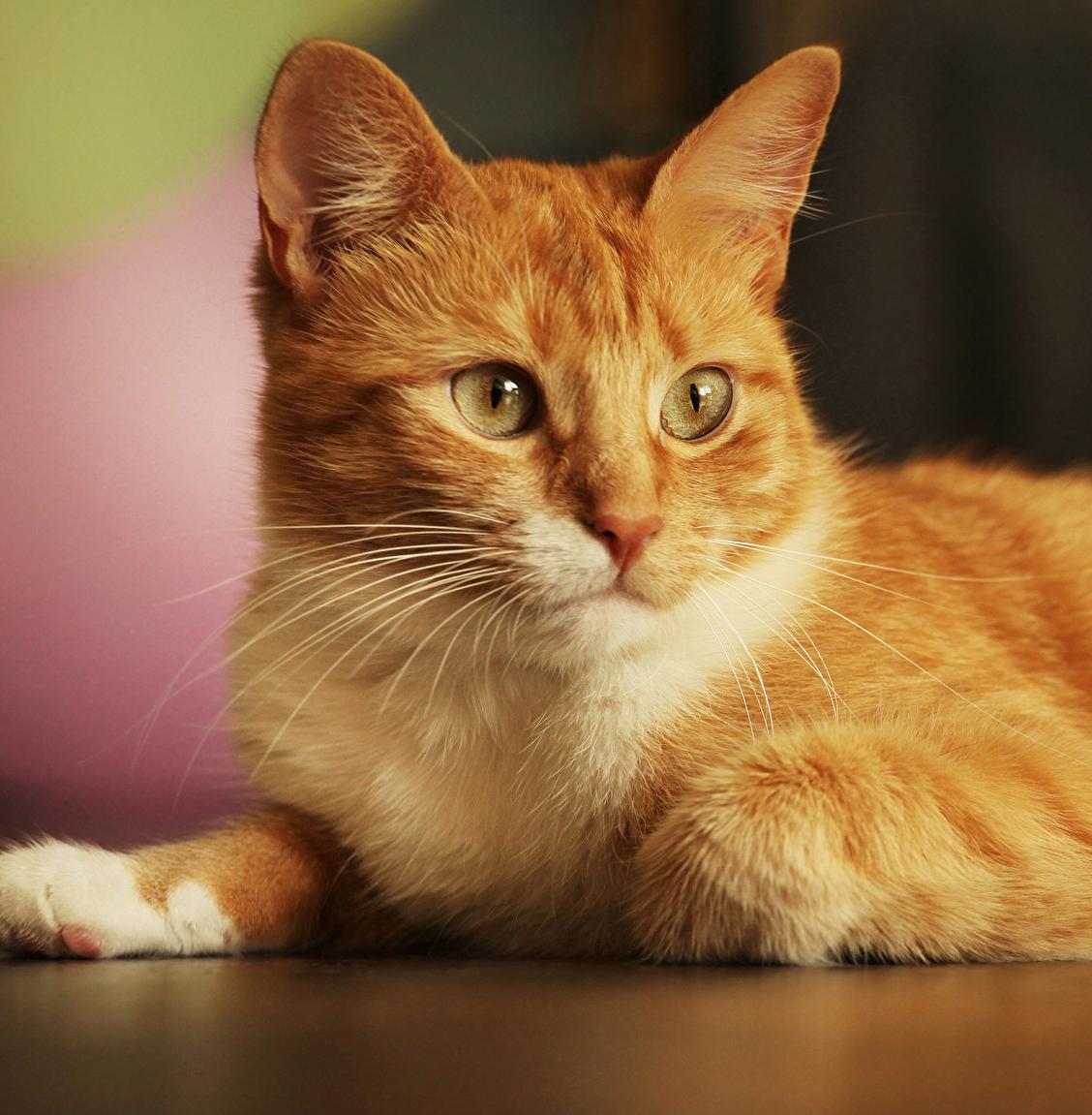 Петербуржцы могут помочь приюту для кошек и получить в подарок книгу 