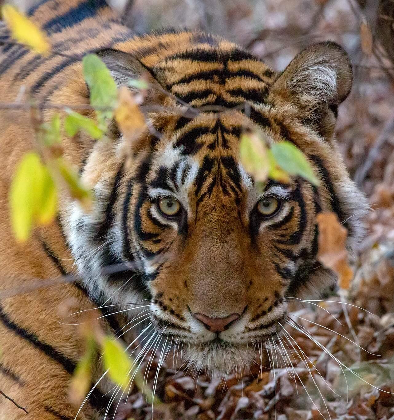 В Индии популяция тигров превысила 300 особей 