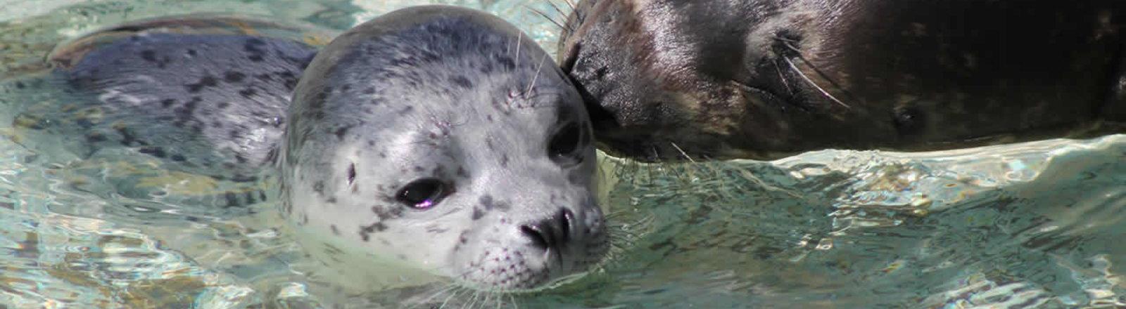 Есть версия: почему погибли тюлени на Каспии в 2022 году? 
