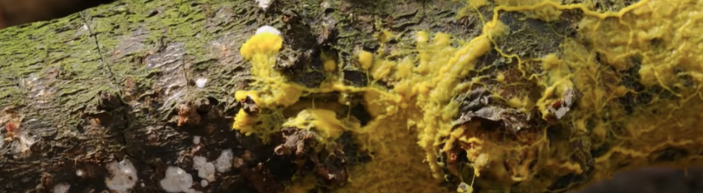 Сибирские ученые открыли новый вид гриба-слизевика 