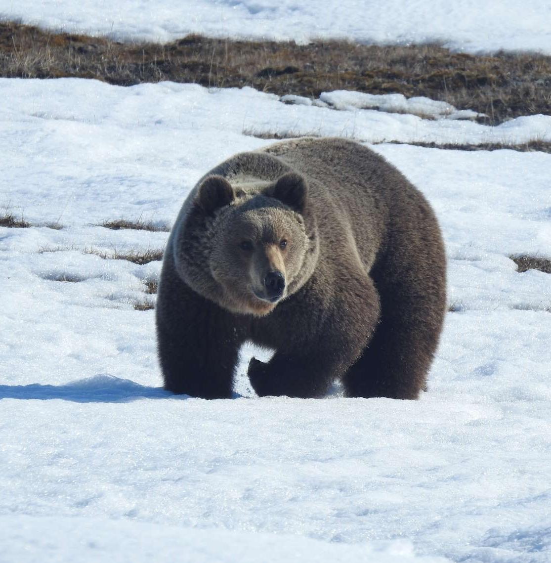 Ученые наблюдают за бурым медведем, который поселился в Арктике 
