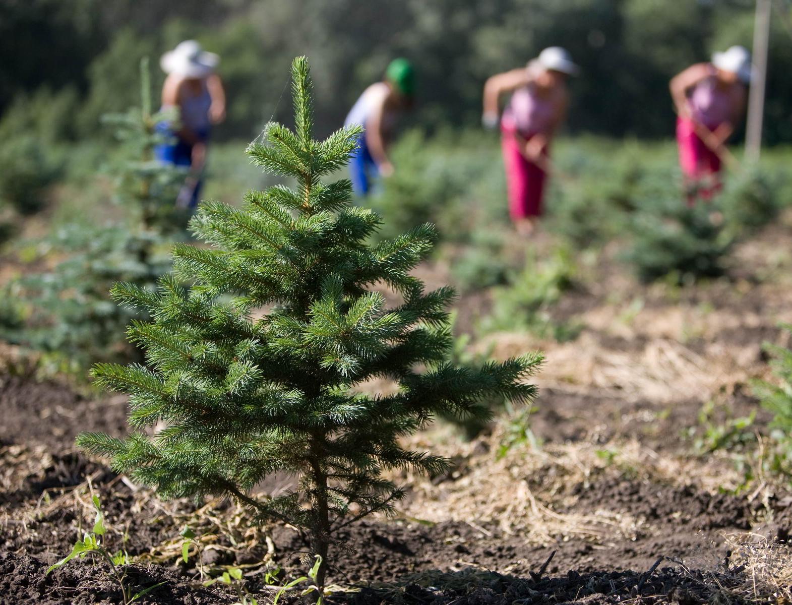 1012980 деревьев высадил СИБУР в 2022 году по всей России