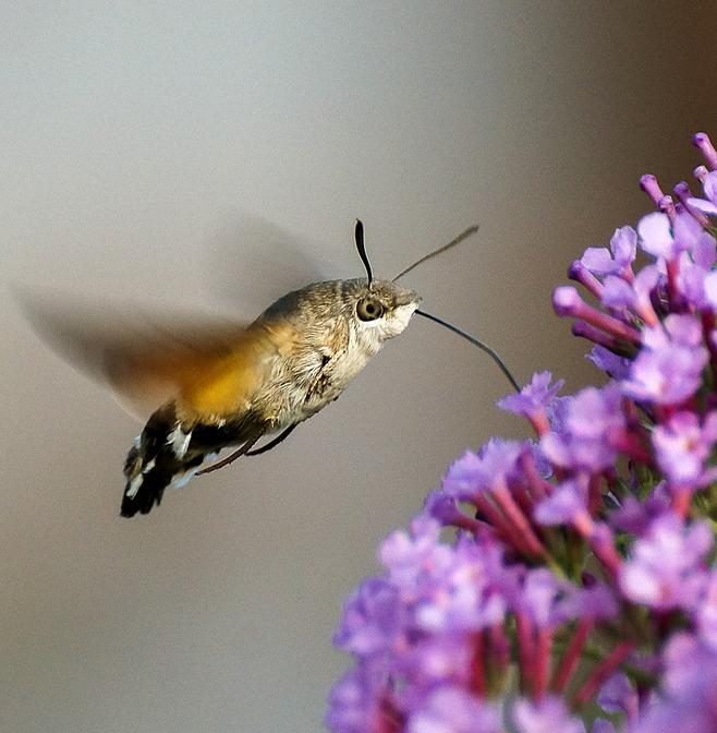 Ученые описали новый вид индонезийских бабочек-бражников 
