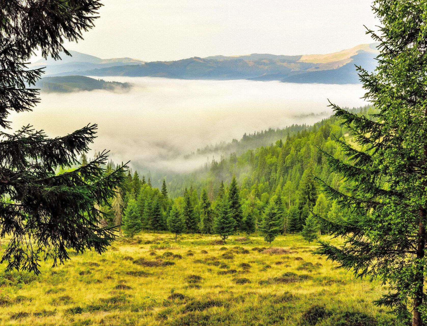Эксперты назвали три главные проблемы сохранения лесов в России 