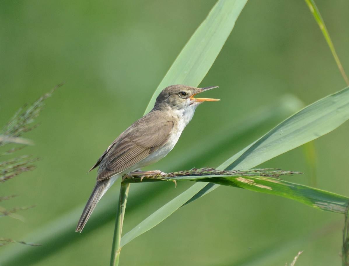 Изменение климата влияет на репродуктивность птиц по всему миру 