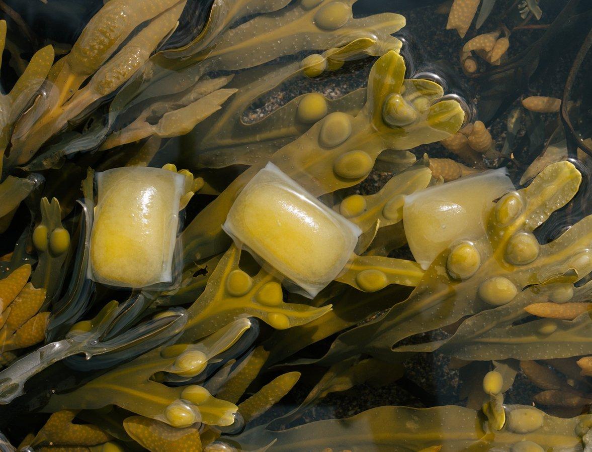 Производитель упаковки из водорослей получил экологическую премию в 1 млн фунтов