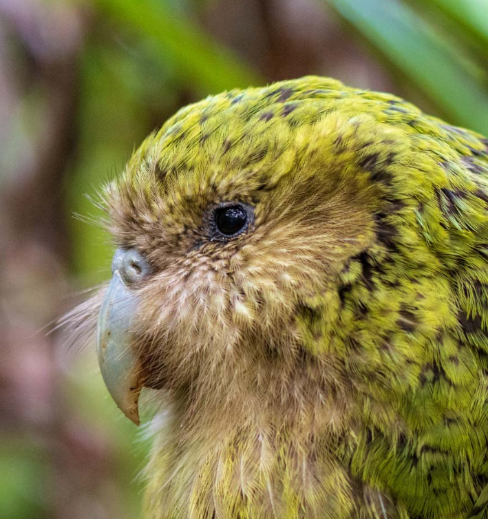 Впервые за 40 лет в Новой Зеландии выпустили в дикую природу четыре попугая какапо 