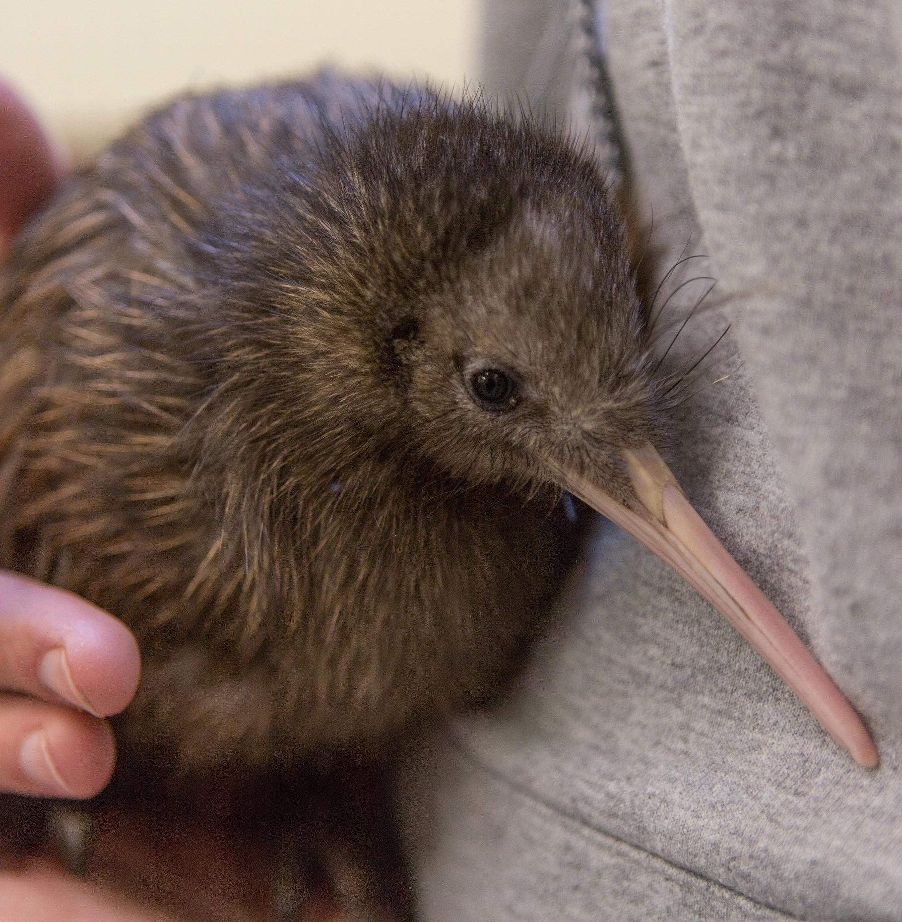 Впервые за 100 лет в дикой природе родились птенцы птицы киви 