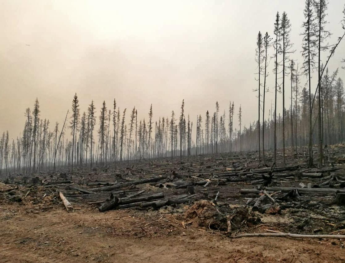 Уральские бармены приготовили настойку из сгоревших деревьев 