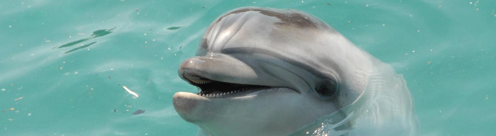 В начале весны жители Ростова могут увидеть дельфинов в Дону 